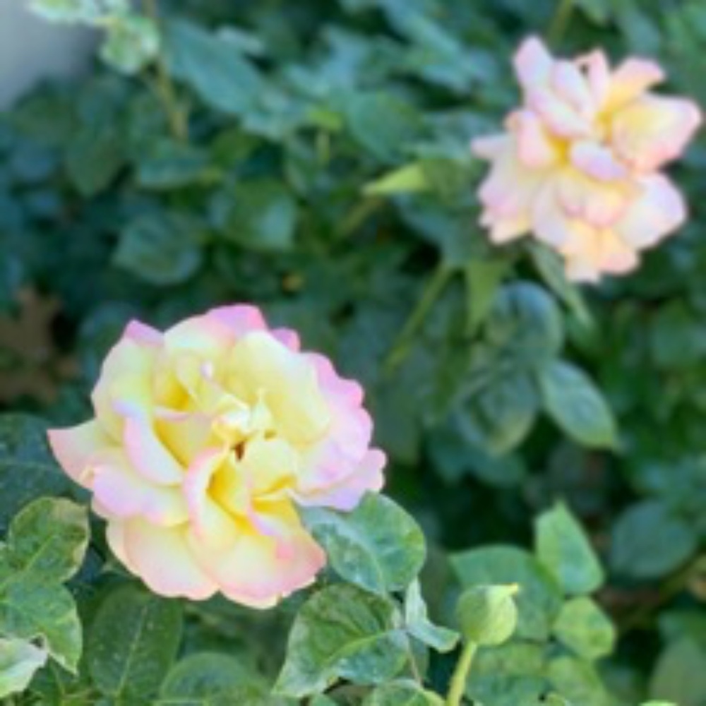 Meet your Posher, Lanna